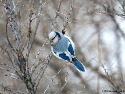 Azure Tit