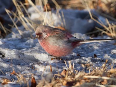 Long-tailed Rosefinch