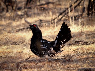 Black-billed Capercaillie