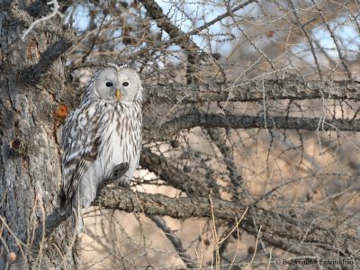 Ural Owl