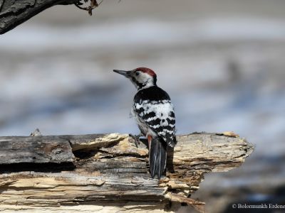 White-backed Woodpecker