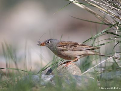 Grey-necked Bunting (Emberiza buchanani)