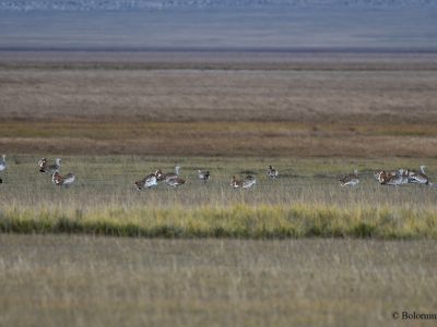 Eastern Great Bustard (Otis tarda dybowskii)