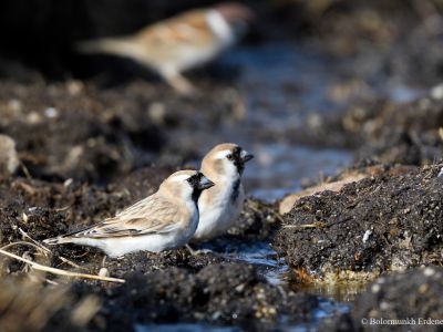 Père David's snowfinch