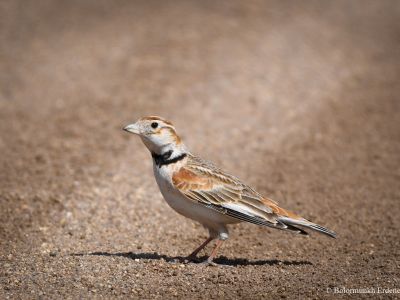 Mongolian Lark