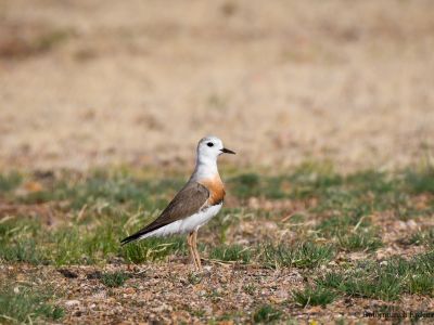 Oriental Plover