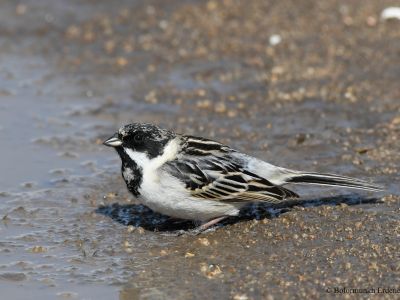 Pallas's Reed Bunting