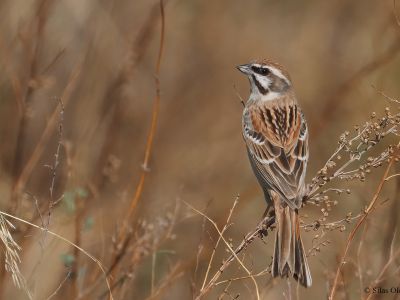 Jankowski's Bunting