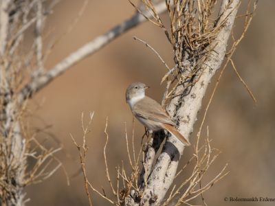 Asian desert Warbler (Sylvia nana)