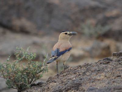 Mongolian Groundjay (Podoces hendersoni)