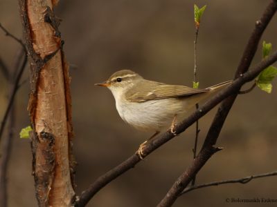 Arctic Warbler (Phylloscopus borealis)