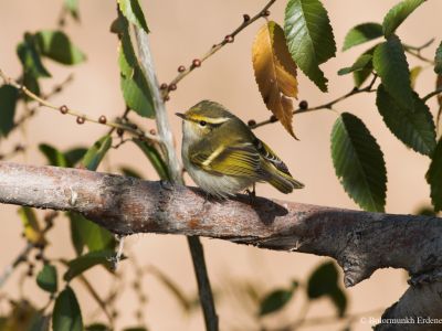 Pallas's leaf Warbler (Phylloscopus proregulus)