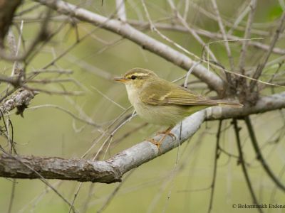 Two-barred Warbler (Phylloscopus plumbeitarsus)