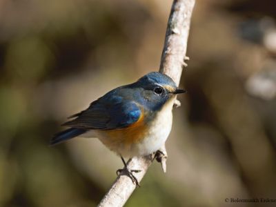 Orange-flanked Bluetail (Tarsiger cyanurus)