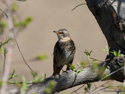 Dusky Thrush