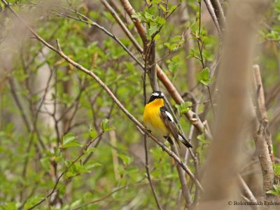 Yellow-rumped Flycatcher