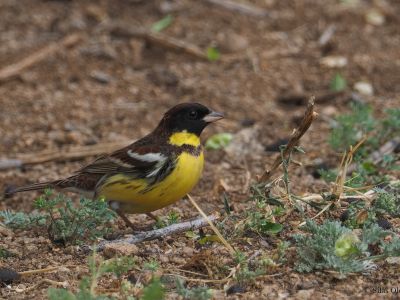 Yellow-breasted Bunting