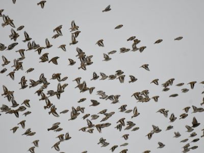 Père David's snowfinch and other resident larks forms big flocks during the non-breeding season