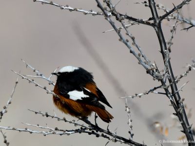 Güldenstädt's redstart (Phoenicurus erythrogastrus)