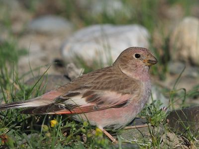 Mongolian Finch (Bucanetes mongolicus)