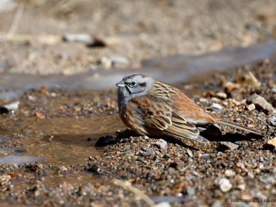 Godlewski's Bunting (Emberiza godlewskii)