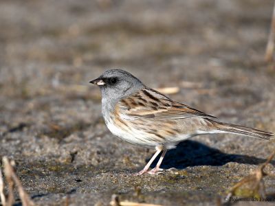 Black-faced Bunting (Emberiza spodocephala)