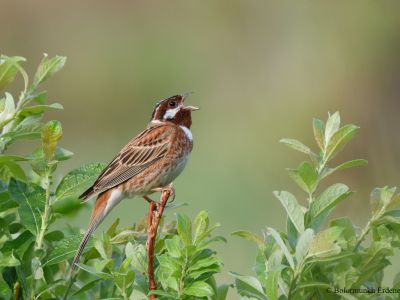 Pine Bunting (Emberiza leucocephalos)