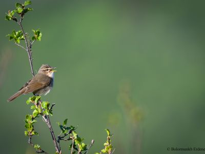 Dusky Warbler (Phylloscopus fuscatus)