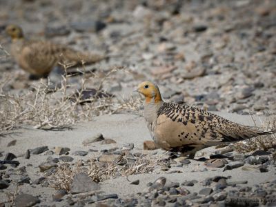 Male Pallas's sandgrouse (Syrrhaptes paradoxus)