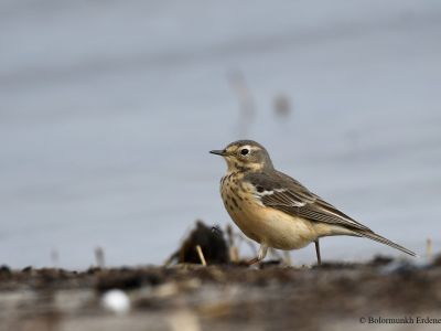 Buff-bellied Pipit - Uncommon passage migrant