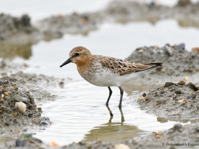 Red-necked Stint, common passage migrant in eastern Mongolia