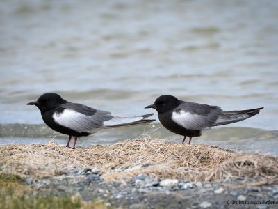 White-winged Tern, common species throughout Mongolia