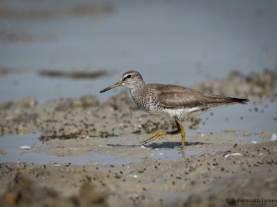 Grey-tailed tattler