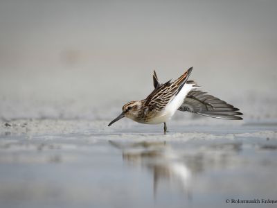 Broad-billed Sandpiper