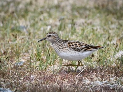 Long-toed Stint, common passage migrant throughout the country