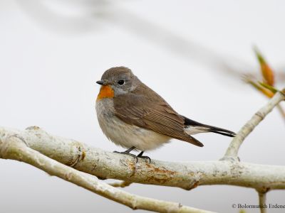 Taiga flycatcher - The most common migrant in eastern Mongolia during migration