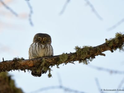 Eurasian Pygmy Owl