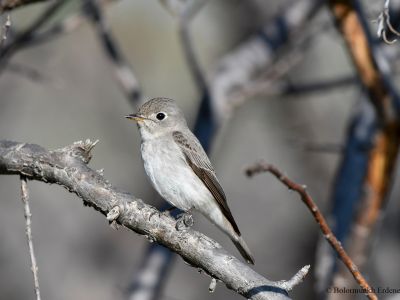 Asian brown flycatcher - Common breeding species southeastern Siberia