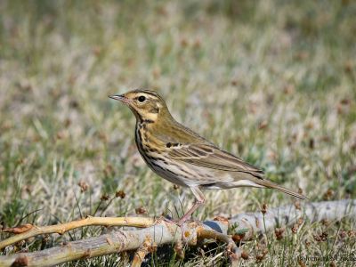 Olive-backed Pipit - One of the most common summer visitors in the taiga forest