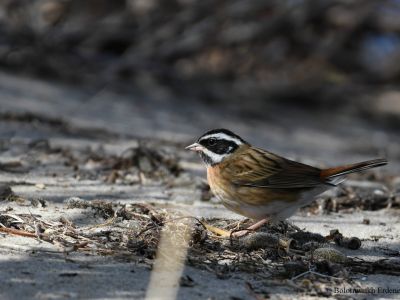 Tristram's Bunting - Uncommon migrant that breeds in mostly Primorsky Krai, Russia