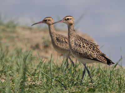 Little Curlew - Rare in the spring and common during the autumn migration. Only occur in Eastern Mongolia