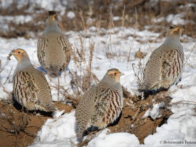 Daurian Partridge