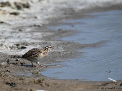 Japanese Quail - Common summer breeder in mountain steppe area with high grass