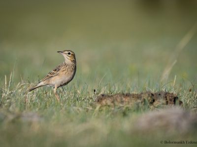 Richard's pipit - Common breeding species in the meadow and wetlands