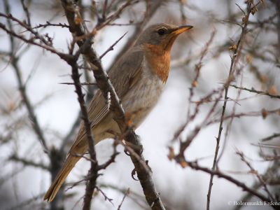 Red-throated Thrush - The most common thrush species in larch forest