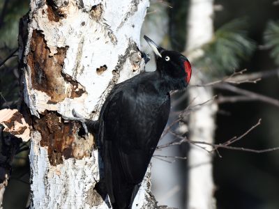 Black Woodpecker