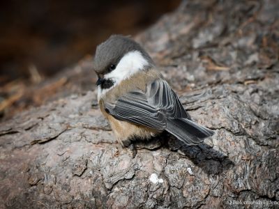 Siberian Tit