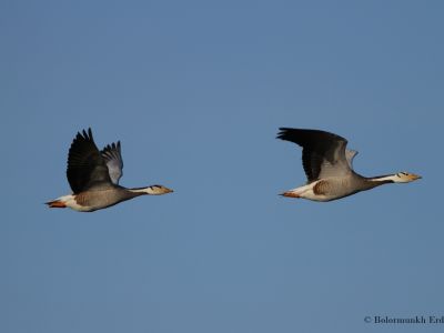 Bar-heade Geese - Breeds in high mountain fresh water lakes of Central Mongolia