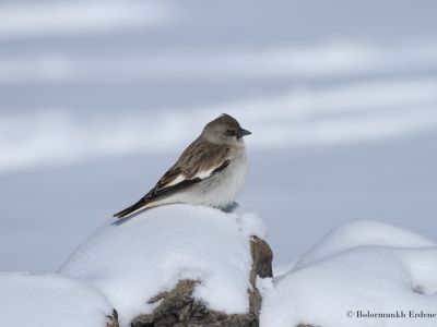 White-winged Snowfinch