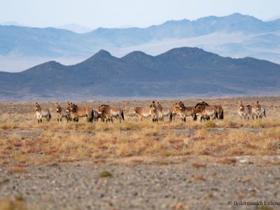 Takhi (Equus przewalskii)